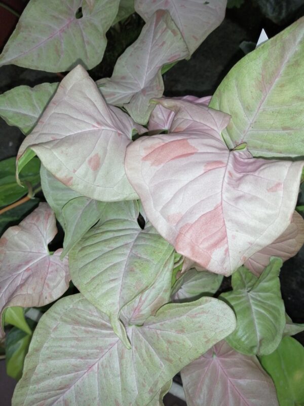 Syngonium Pink Spot