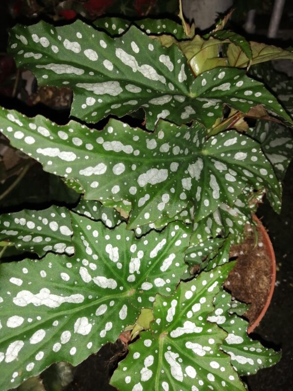 Begonia Sherwood Forest