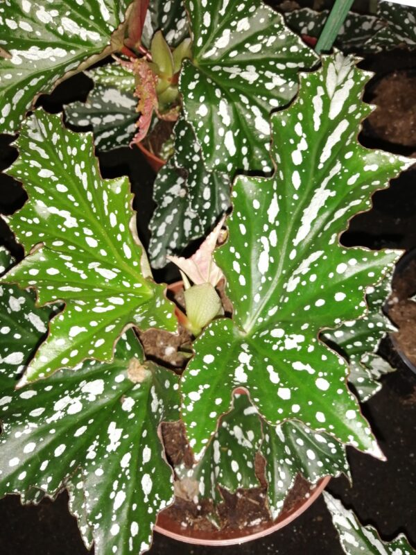 Begonia Bohemian Forest