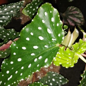 Begonia Killarney Forest