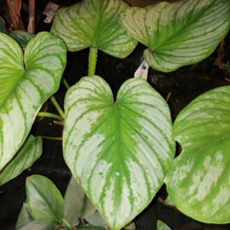 Philodendron mamei