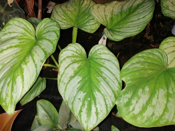 Philodendron mamei