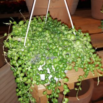 Senecio rowleyanus