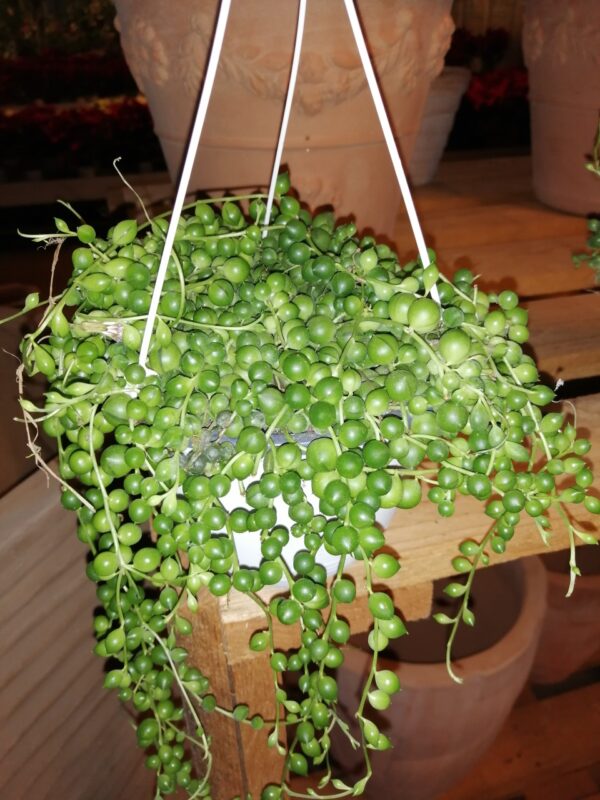 Senecio rowleyanus