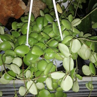 Hoya brevialata