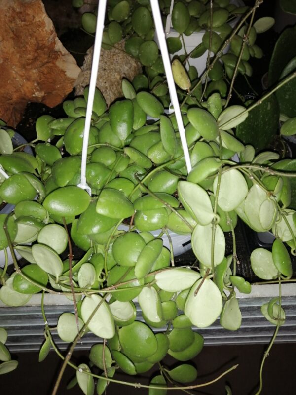 Hoya brevialata