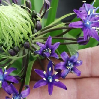 Scilla peruviana