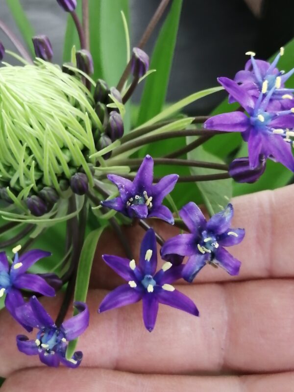 Scilla peruviana