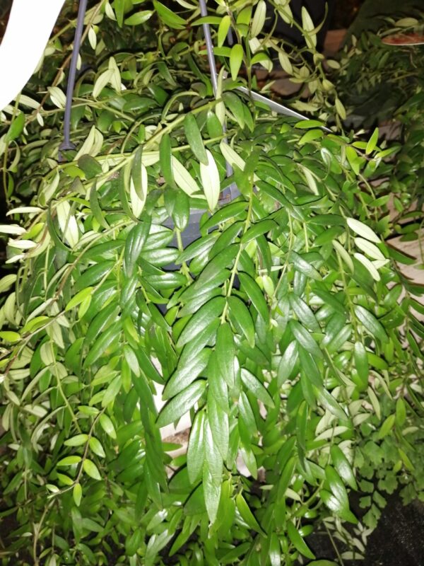 Aeschynanthus japhrolepis