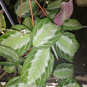 Calathea Silver Bend