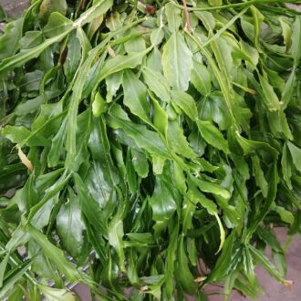 Rhipsalis crispata