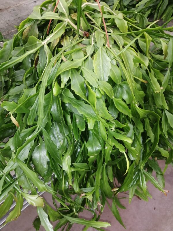 Rhipsalis crispata