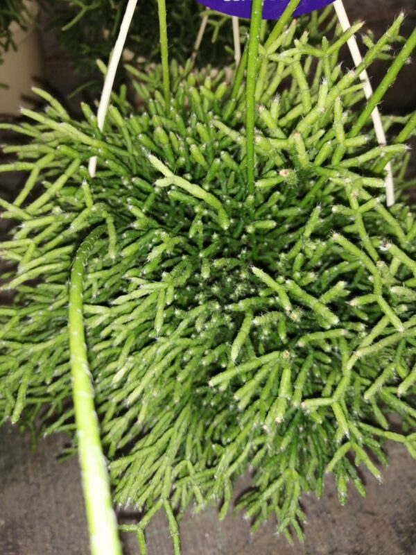 Rhipsalis cereuscula