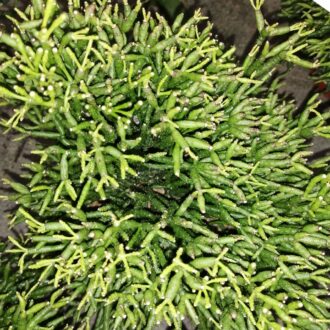 Rhipsalis hatiora