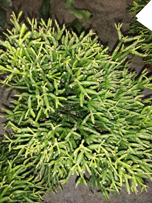 Rhipsalis hatiora