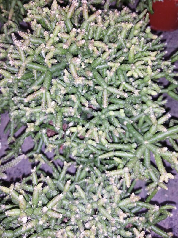 Rhipsalis burchellii