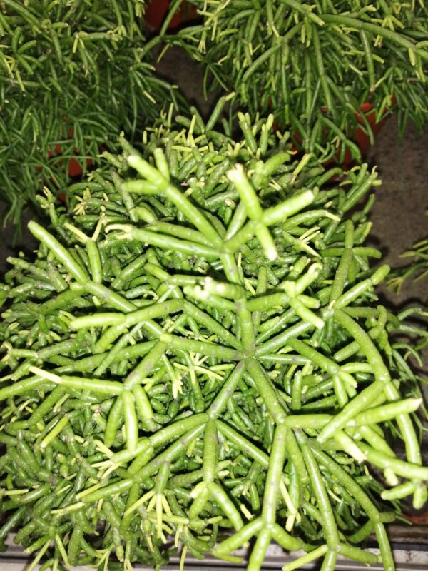 Rhipsalis baccifera Oasis