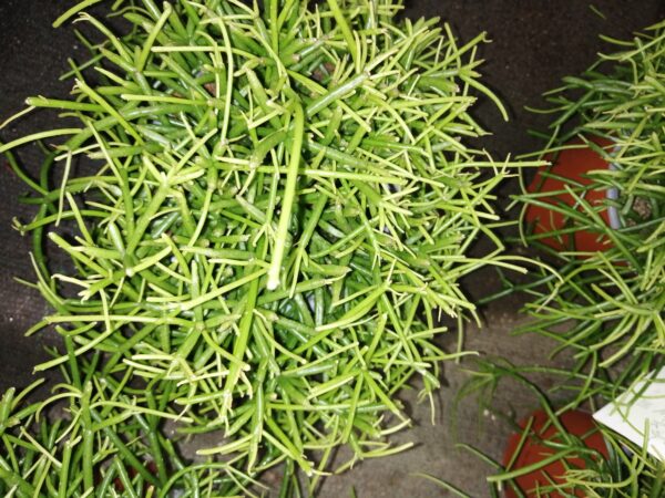 Rhipsalis cassutha Oasis