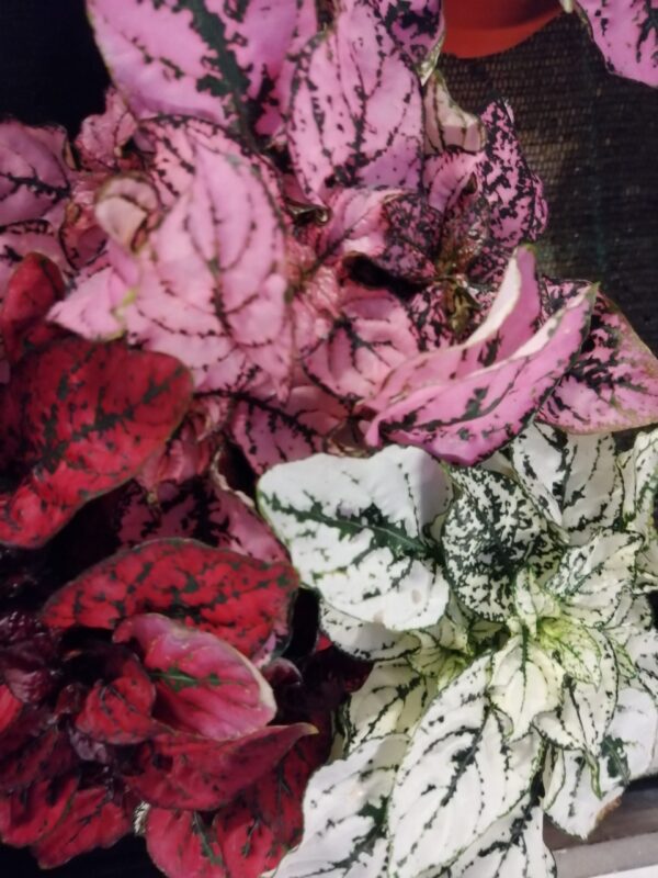 Hypoestes tris di colori