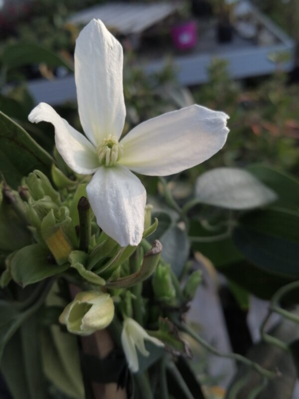 Clematis armandii