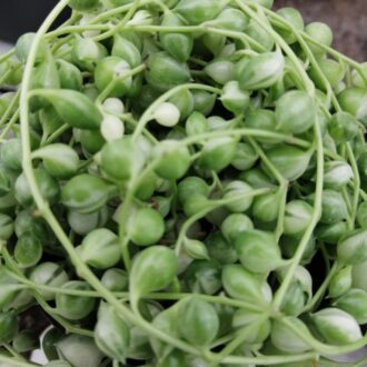 Senecio rowleyanus Variegata