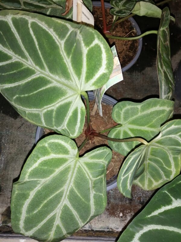 Anthurium crystallinum