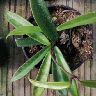 Hoya kentiana