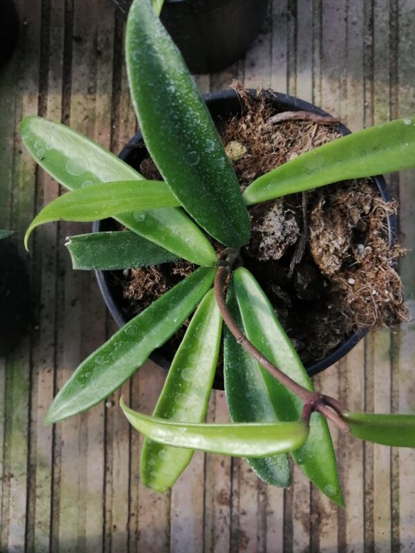 Hoya kentiana