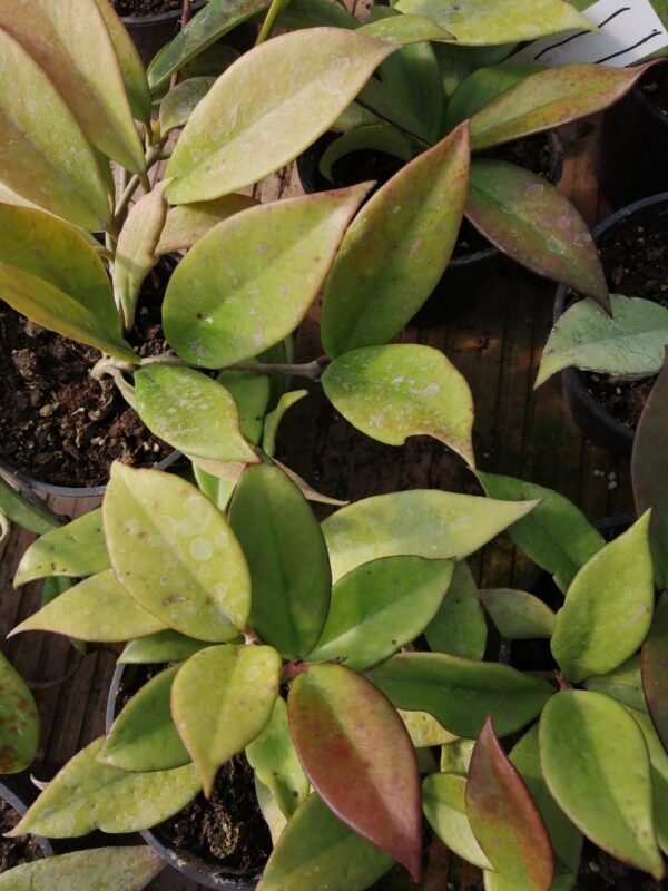 Hoya Red Plum