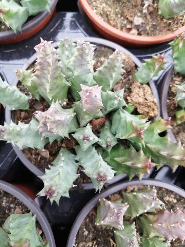 Huernia piersii