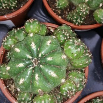 Matucana polzii