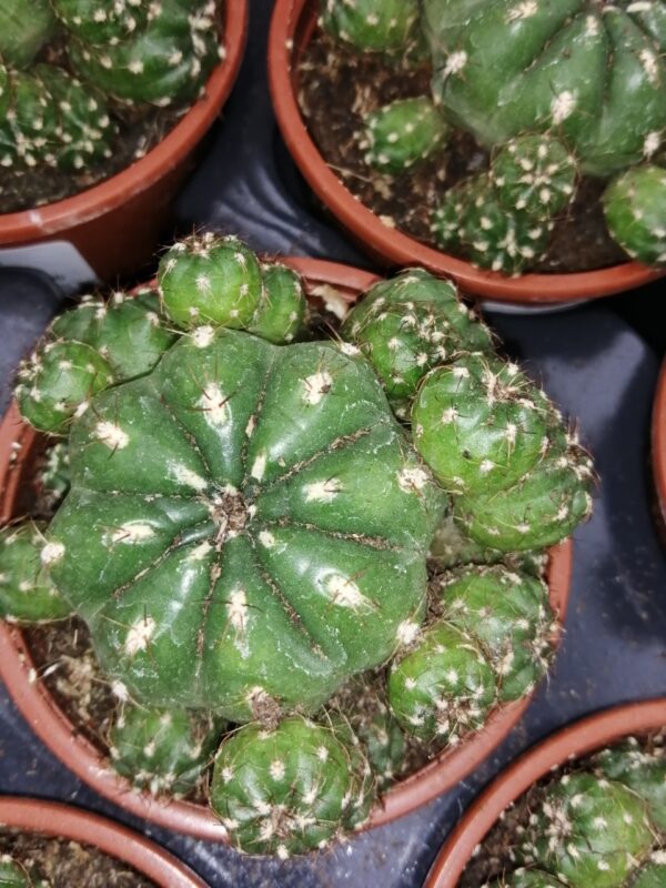 Matucana polzii