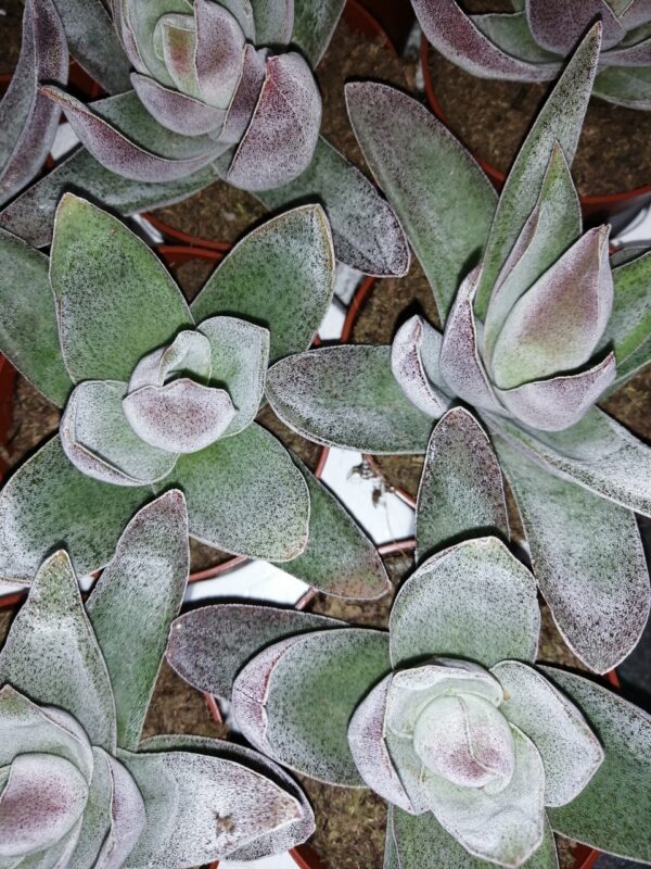 Crassula Garnet Lotus
