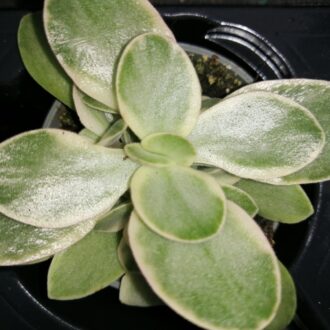 Crassula Money maker jade magic
