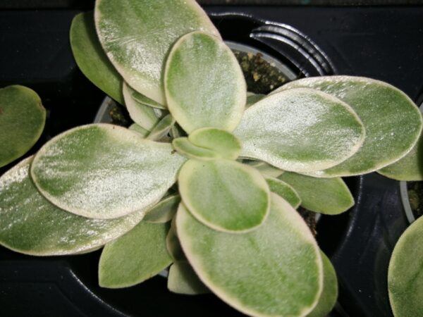 Crassula Money maker jade magic