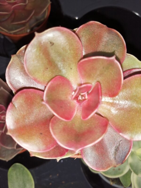 Echeveria Magic Red