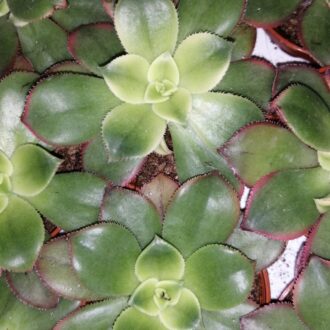 Aeonium Kiwi