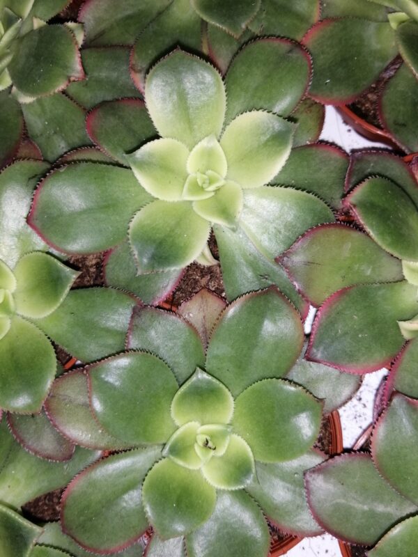 Aeonium Kiwi