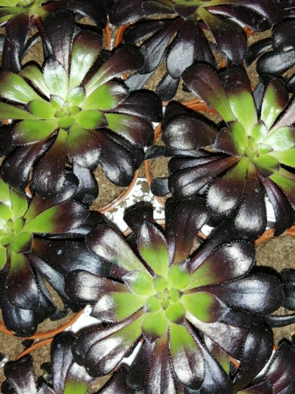 Aeonium Zwartkop