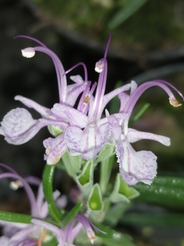 Rosmarinus officinalis var. roseus