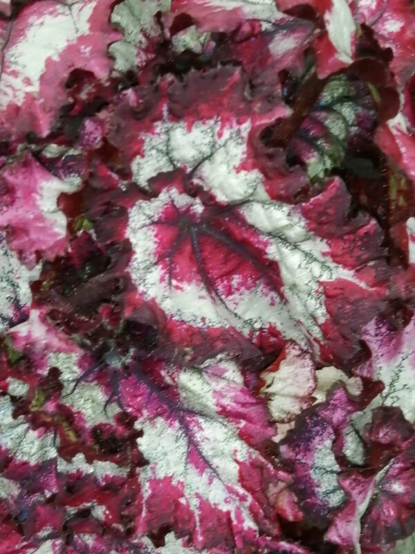 Begonia Balboa Magic Color