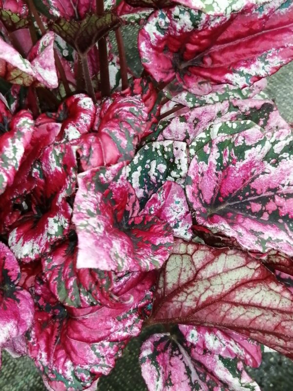 Begonia beleaf Maui Sunset