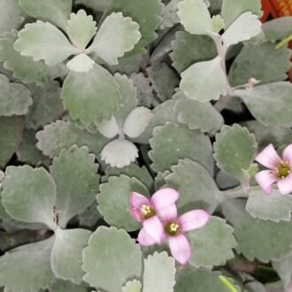 Kalanchoe pumila Silver Gray