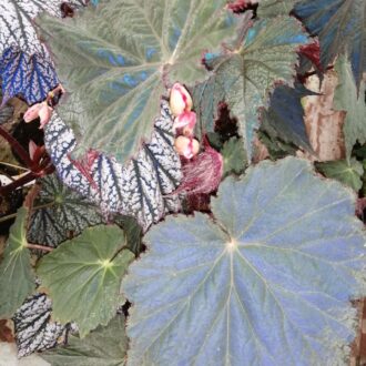 Begonia Harvest Moon