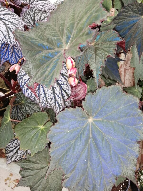 Begonia Harvest Moon