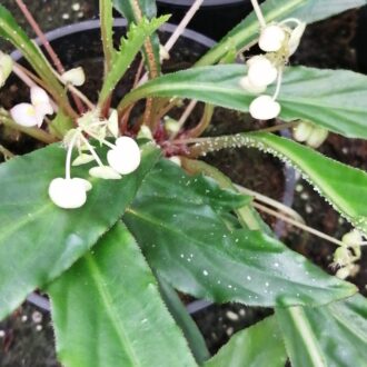 Begonia herbacea