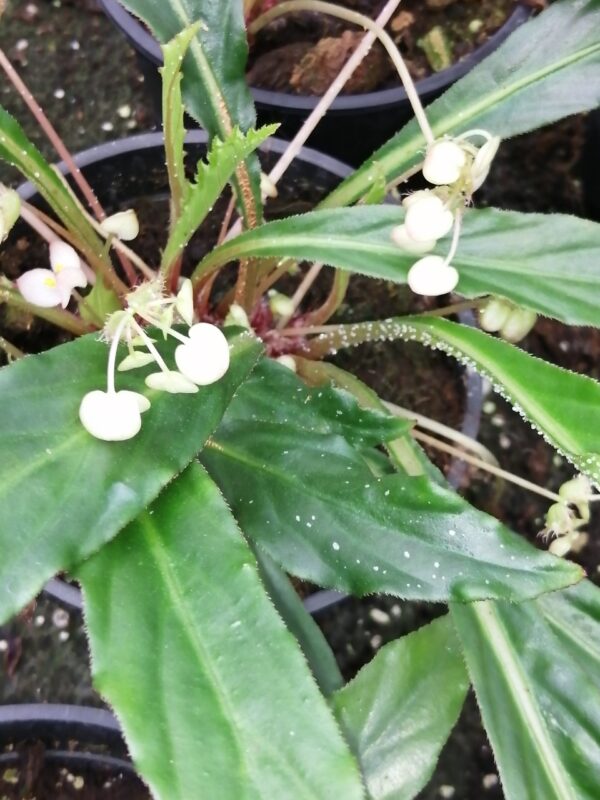 Begonia herbacea