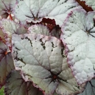 Begonia Beleaf Hawaiian