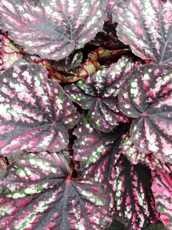Begonia Beleaf Rainbow falls