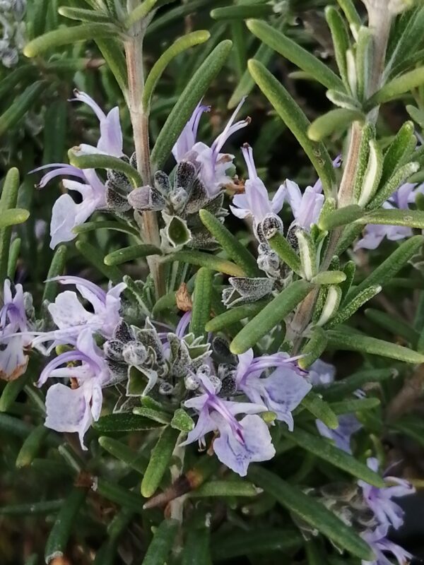 Rosmarinus officinalis